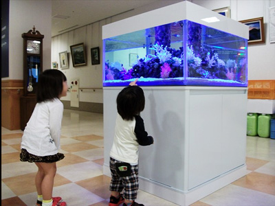 大型4面（スクエア水槽）