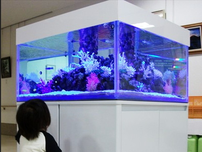 大型4面（スクエア水槽）