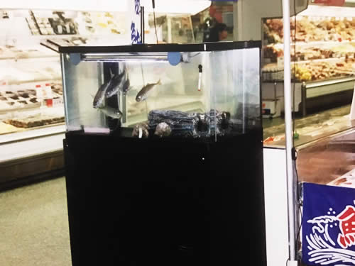 活魚水槽